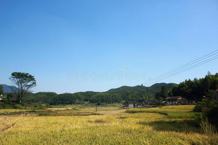 黄金村