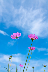 蓝天背景的粉红色宇宙花