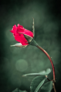 绿底红玫瑰