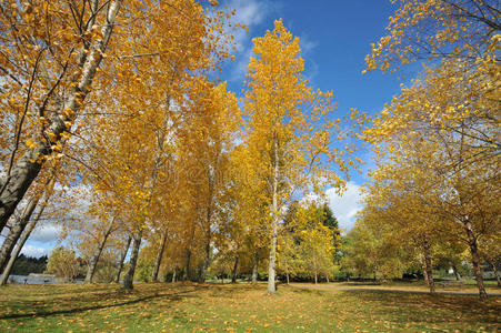 湖边的秋色树