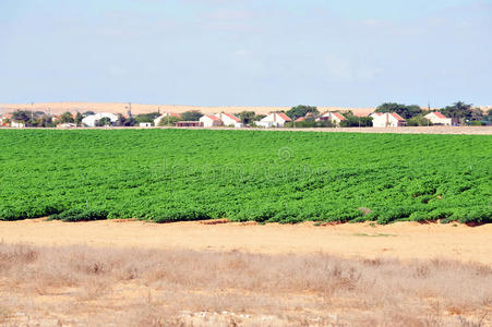 以色列南部沙漠的绿色作物