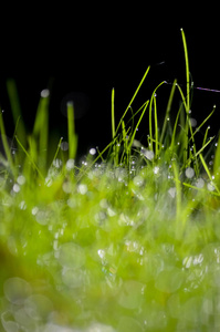 绿草带水滴背景