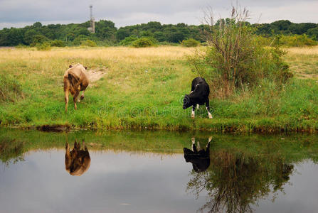 两头牛在水边。波罗的海吐痰，波罗的海，俄罗斯