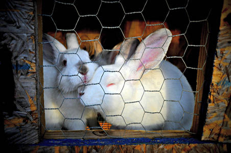 两个白人兔子在笼子里图片