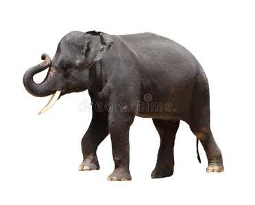 亚洲泰国象