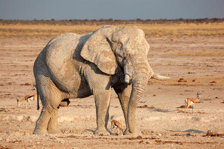 沾满泥土的非洲象