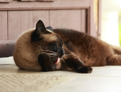 暹罗猫躺在房子附近的门廊上