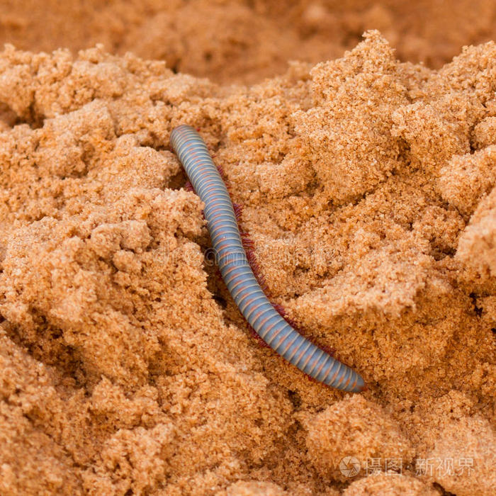 越南彩虹千足虫在沙滩上爬行