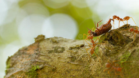 树上的蚂蚁带着一只死虫