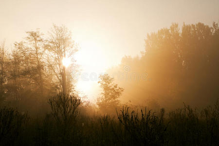 在雾蒙蒙的森林里日出。