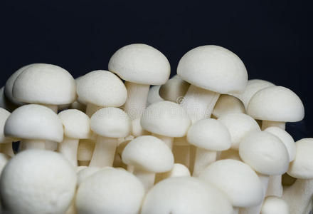 山毛榉蘑菇