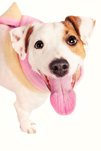 可爱有趣的杰克罗素猎犬披肩图片