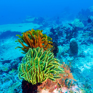 热带珊瑚礁上的彩色海百合