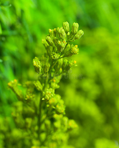 夏日阳光下的绿色植物