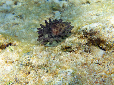 海洋腹足纲软体动物图片-海洋腹足纲软体动物素材-海洋腹足纲软体动物