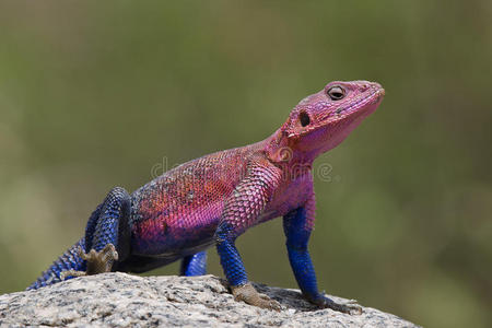 姆万扎mwanza平头岩agama照片