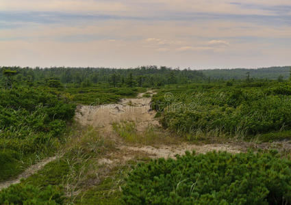 森林苔原景观中的沙地道路