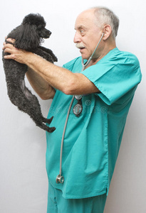 犬科医生和病人图片