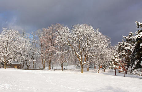 白霜白雪覆盖的树木