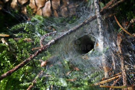 漏斗网蜘蛛的高度图片