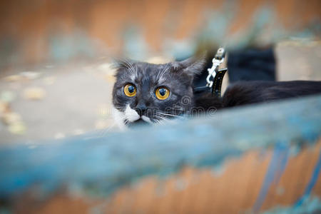 拴着皮带的猫在木凳上玩耍