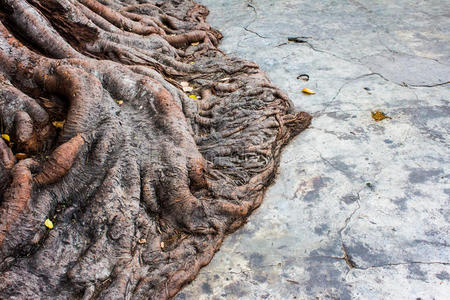 菩提树的根.照片