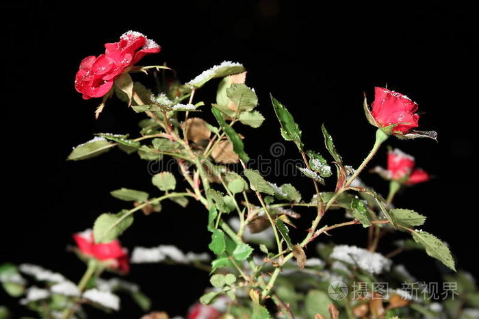 夜晚雪地里的玫瑰