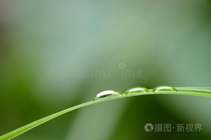 上碧绿的鸢尾花晨露树叶和雨滴草地上的露珠树枝上有露珠露水草草草