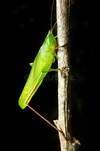 树枝上的绿色昆虫蚱蜢
