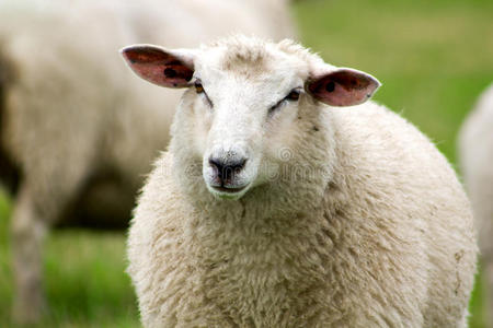绵羊。