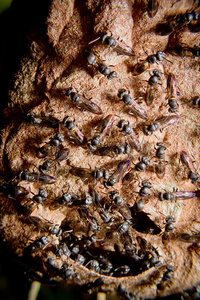 黄蜂巢群图片