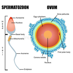 精子冷冻储存液氮罐实验室推断显示细胞质内精子注射的监视器精子和