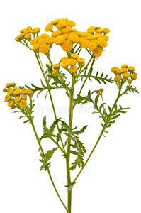 tansytanacetum vulgare花