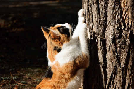 猫食树图片