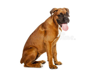 德国拳师犬图片