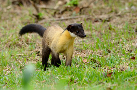 黄喉拟柴黄喉貂照片