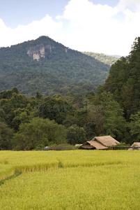 泰国麦巴郎琅村稻田