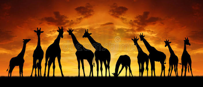 夕阳下的长颈鹿群