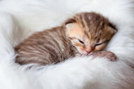 初生熟睡猫宝宝