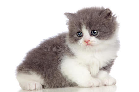 美丽的安哥拉小猫,灰白柔软的头发照片