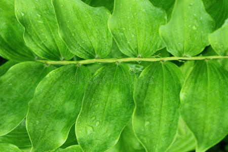 雨滴绿植图片