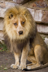 狮子座的脸有狗脸的狮子.照片