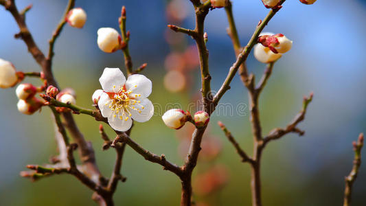 樱花