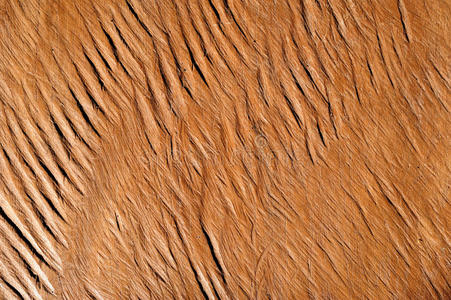 天然木材的复古或粗糙的棕色背景