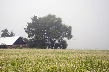 农田荞麦田与晨雾图片