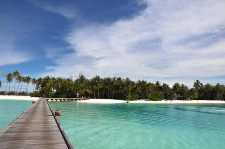 马尔代夫棕榈树海岸