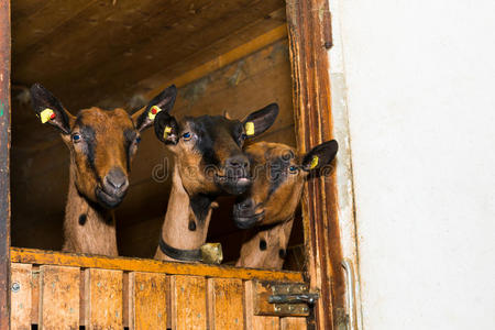 三只年轻的山羊从他们的木制谷仓向外望去
