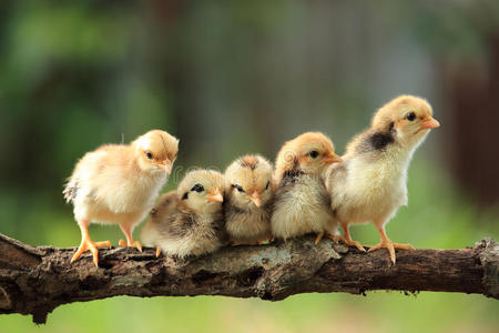 可爱飞吻小鸡图片