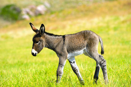 可爱的小毛驴卡通小毛驴绿色草地上的小毛驴幼崽妈妈和小毛驴小毛驴小