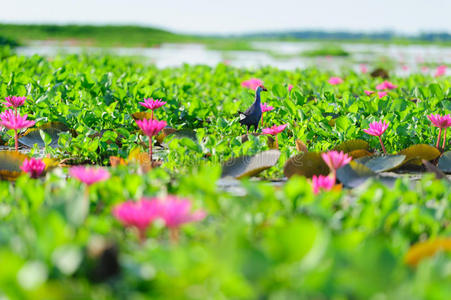 紫色沼泽鸡